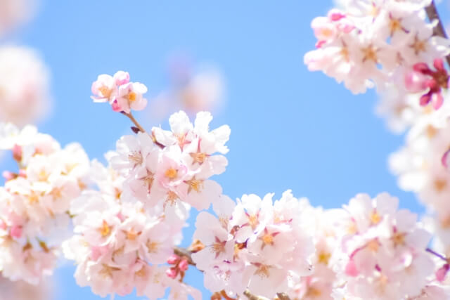 63円切手に描かれている桜の花